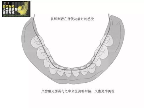 胡常红 全口义齿光滑面成型 本科技术班课程系列